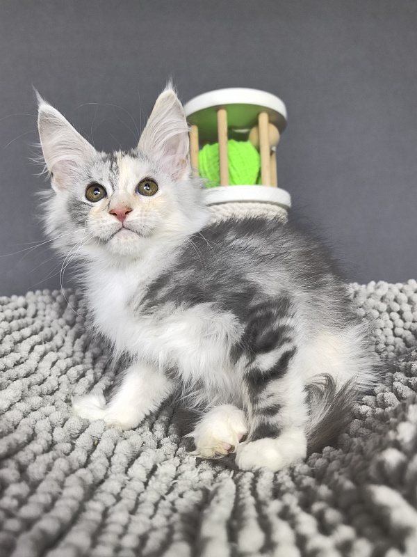 Hestiya Akbars - Kitten maine-coon 2 months 2.5 weeks