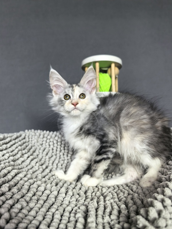 Hestiya Akbars - Kitten maine-coon 2 months 2.5 weeks