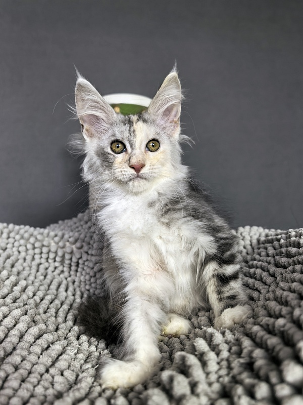 Hestiya Akbars - Kitten maine-coon 2 months 2.5 weeks