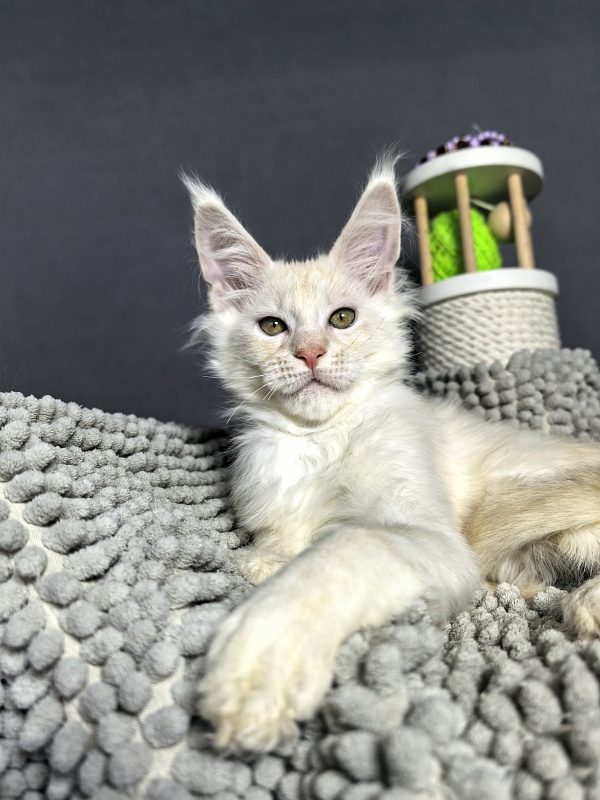 Mazda Akbars - Kitten maine-coon 2 months 2 weeks