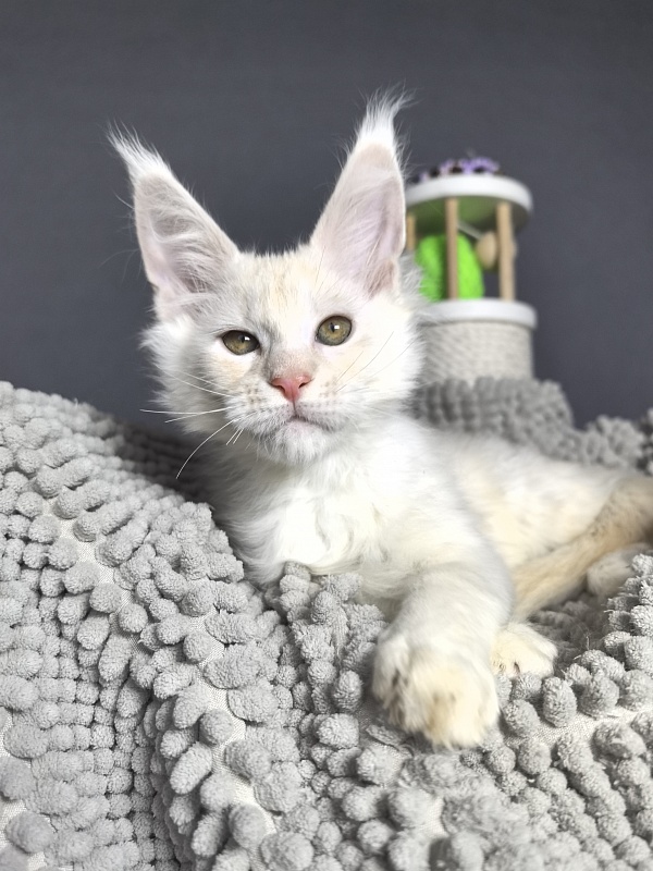 Mazda Akbars - Kitten maine-coon 2 months 2 weeks