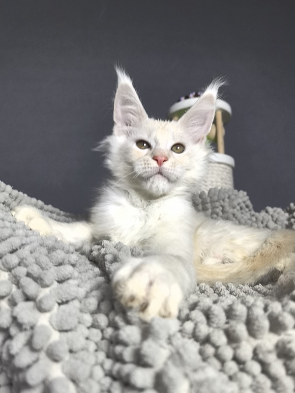 Mazda Akbars - Kitten maine-coon 2 months 2 weeks