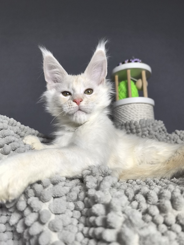 Mazda Akbars - Kitten maine-coon 2 months 2 weeks