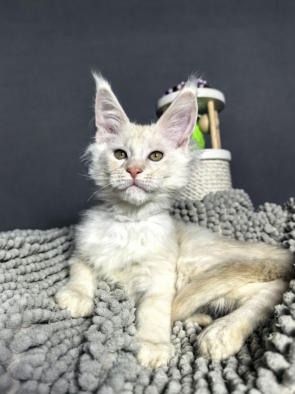 Mazda Akbars - Kitten maine-coon 2 months 2 weeks