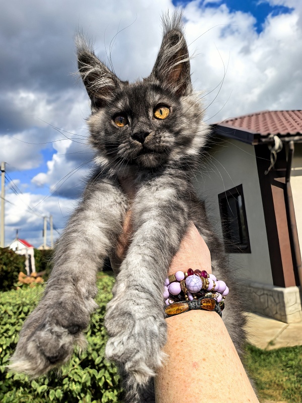Kody Cat   Akbars - Kitten maine-coon 2 months 3 weeks