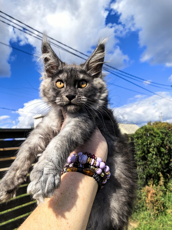 Kody Cat   Akbars - Kitten maine-coon 2 months 3 weeks