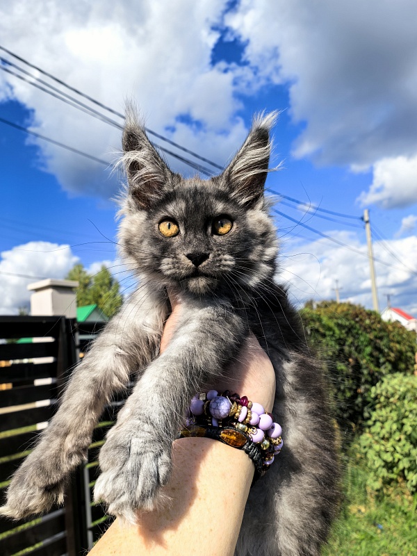 Kody Cat   Akbars - Kitten maine-coon 2 months 3 weeks