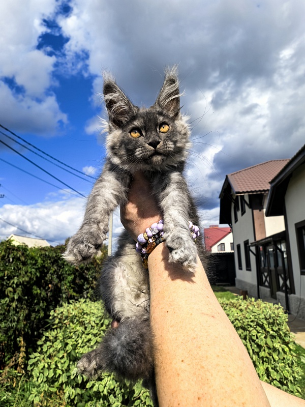 Kody Cat   Akbars - Kitten maine-coon 2 months 3 weeks