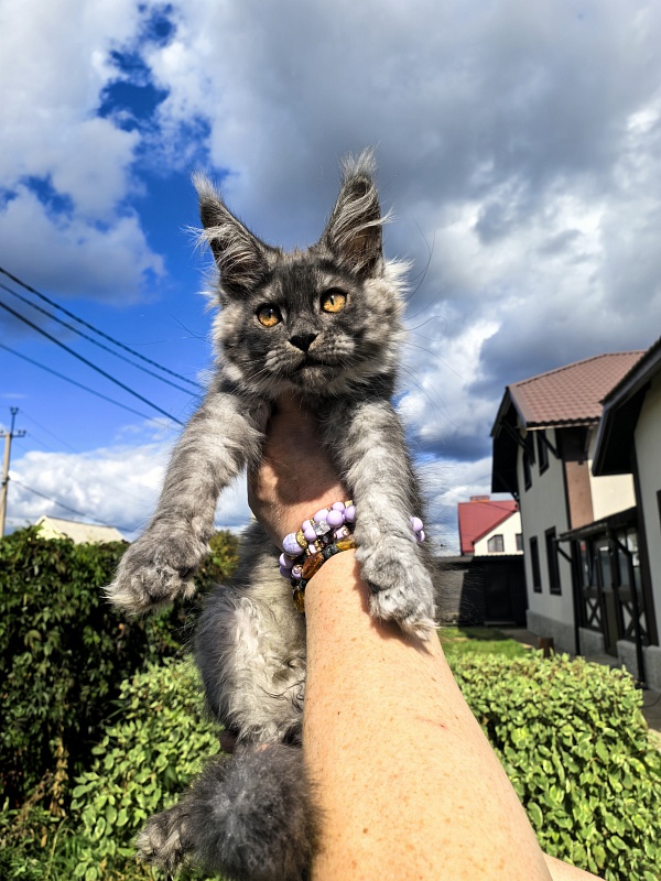 Kody Cat   Akbars - Kitten maine-coon 2 months 3 weeks