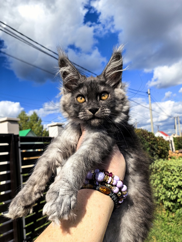 Kody Cat   Akbars - Kitten maine-coon 2 months 3 weeks