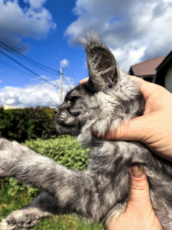 Kody Cat   Akbars - Kitten maine-coon 2 months 3 weeks