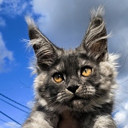 Kody Cat   Akbars