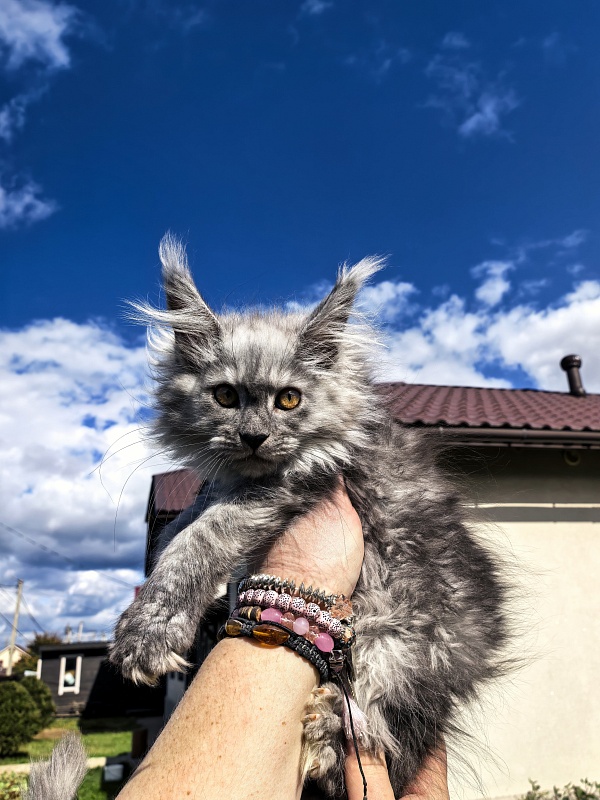 Kukla Ketti  Akbars - Kitten maine-coon 2 months 3 weeks