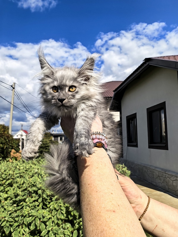 Kukla Ketti  Akbars - Kitten maine-coon 2 months 3 weeks