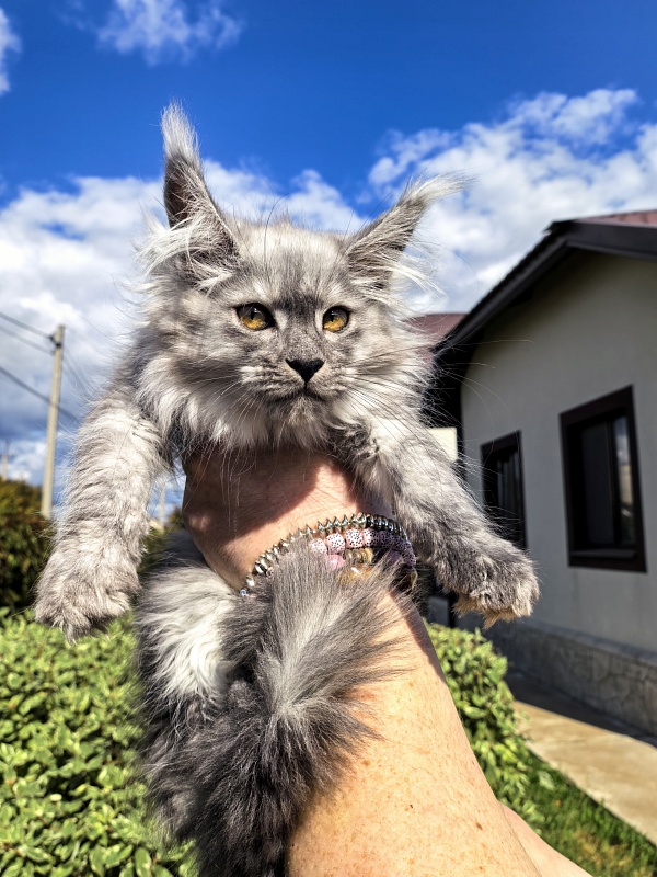 Kukla Ketti  Akbars - Kitten maine-coon 2 months 3 weeks
