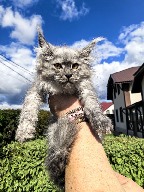 Kukla Ketti  Akbars - Kitten maine-coon 2 months 3 weeks