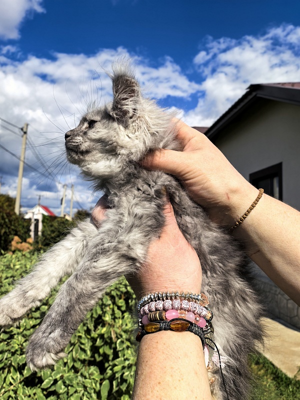 Kukla Ketti  Akbars - Kitten maine-coon 2 months 3 weeks