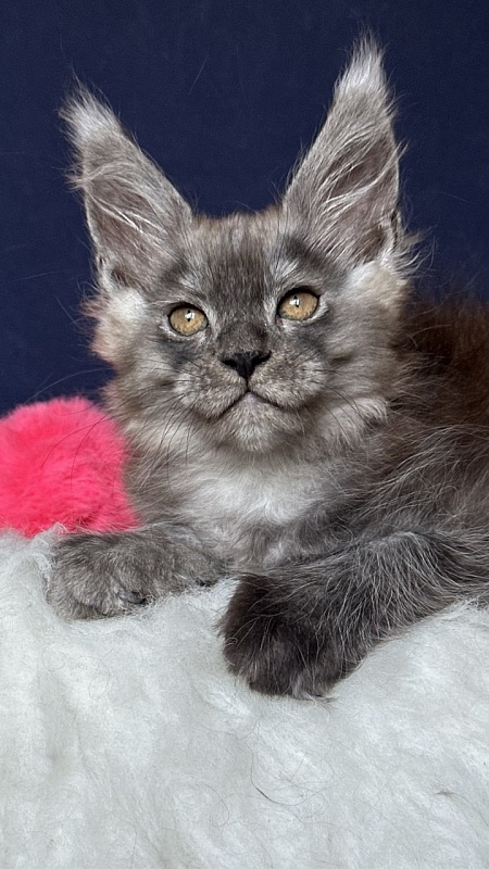 Nessa Nefeli Akbars - Kitten maine-coon 2 months 1.5 week