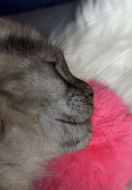 Nessa Nefeli Akbars - Kitten maine-coon 2 months 1.5 week