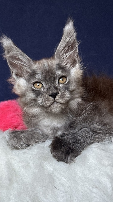 Nessa Nefeli Akbars - Kitten maine-coon 2 months 1.5 week