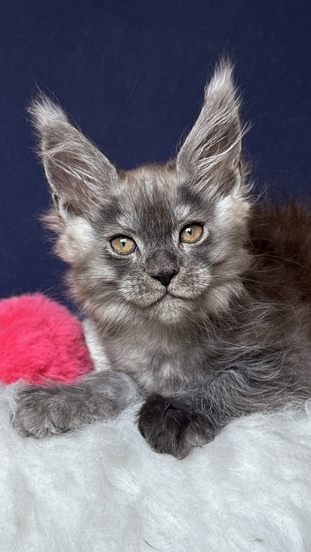 Nessa Nefeli Akbars - Kitten maine-coon 2 months 1.5 week
