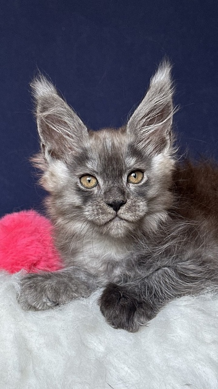 Nessa Nefeli Akbars - Kitten maine-coon 2 months 1.5 week
