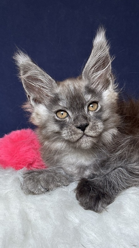 Nessa Nefeli Akbars - Kitten maine-coon 2 months 1.5 week