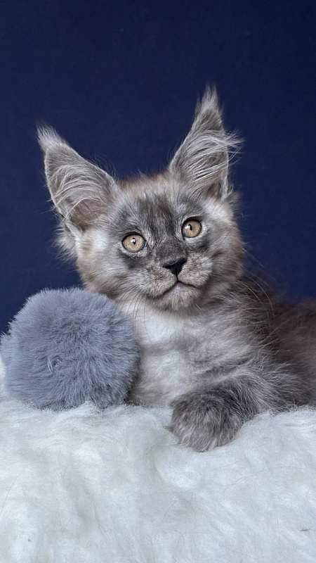 Nordic Nero Akbars - Kitten maine-coon 2 months 1 week