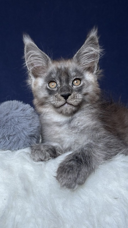 Nordic Nero Akbars - Kitten maine-coon 2 months 1 week