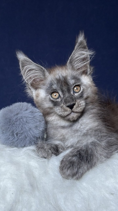 Nordic Nero Akbars - Kitten maine-coon 2 months 1 week