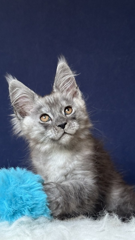Nash Neptune Akbars - Kitten maine-coon 2 months 1 week