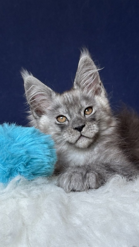 Nash Neptune Akbars - Kitten maine-coon 2 months 1 week