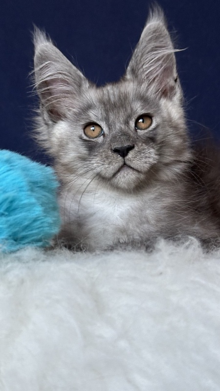 Nash Neptune Akbars - Kitten maine-coon 2 months 1 week