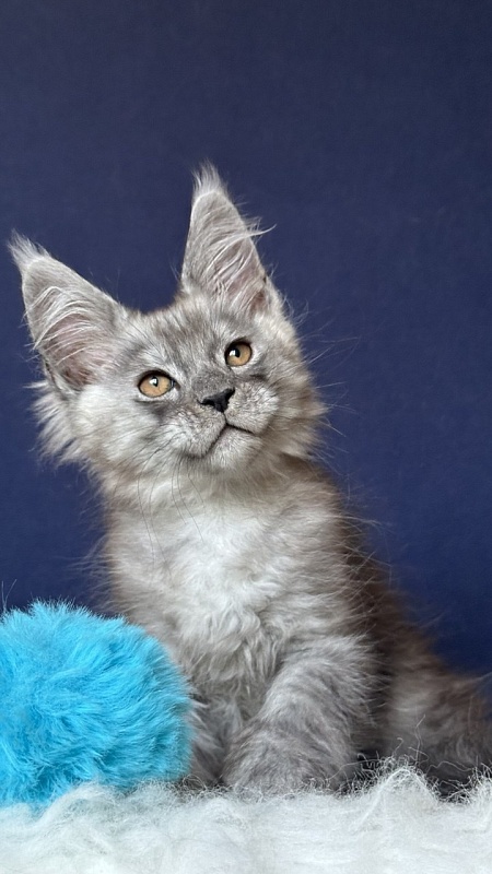 Nash Neptune Akbars - Kitten maine-coon 2 months 1 week
