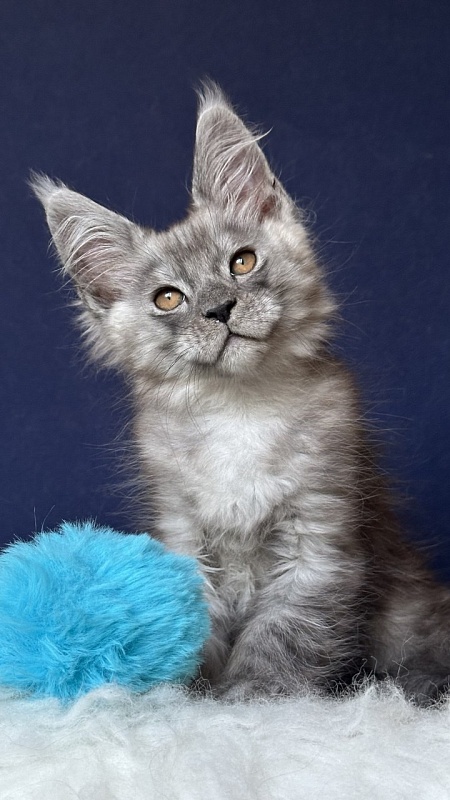 Nash Neptune Akbars - Kitten maine-coon 2 months 1 week