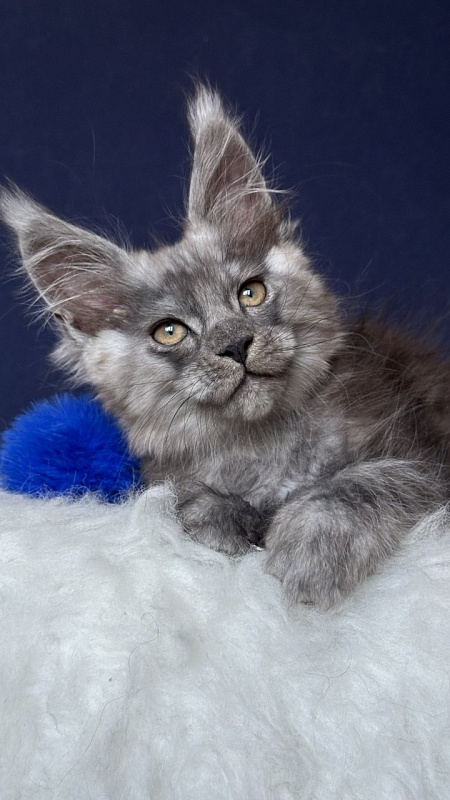 Norman Nash Akbars - Kitten maine-coon 2 months 1 week