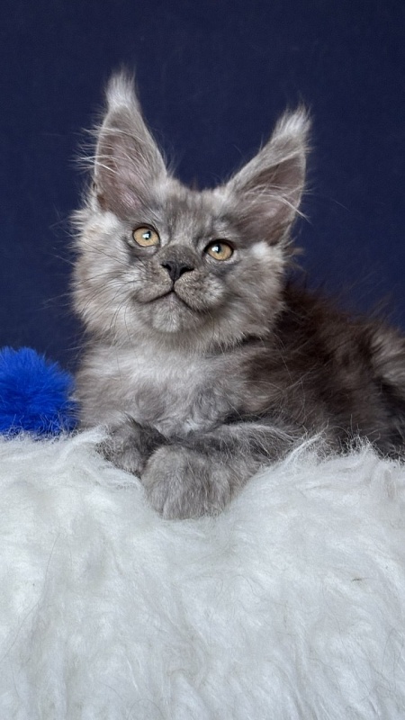 Norman Nash Akbars - Kitten maine-coon 2 months 1 week