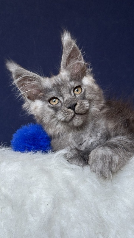 Norman Nash Akbars - Kitten maine-coon 2 months 1 week