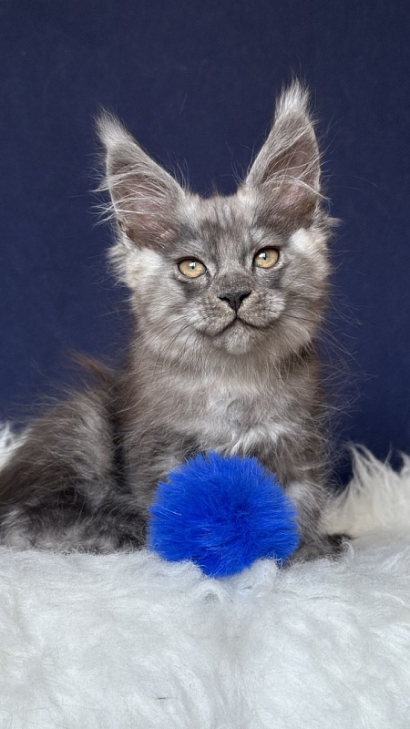 Norman Nash Akbars - Kitten maine-coon 2 months 1 week