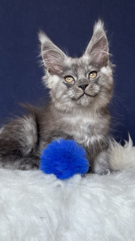 Norman Nash Akbars - Kitten maine-coon 2 months 1 week