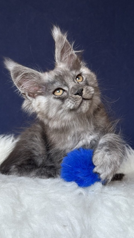 Norman Nash Akbars - Kitten maine-coon 2 months 1 week