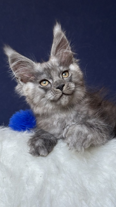 Norman Nash Akbars - Kitten maine-coon 2 months 1 week