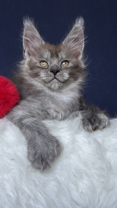 Nola Nympf Akbars - Kitten maine-coon 2 months 1 week