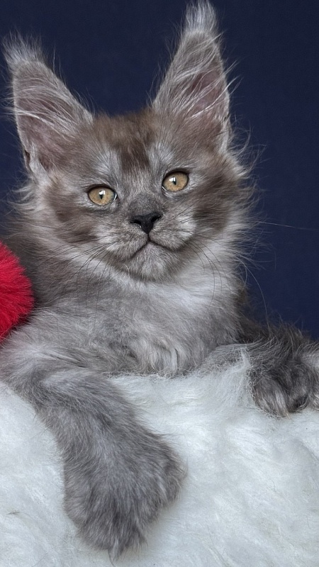 Nola Nympf Akbars - Kitten maine-coon 2 months 1 week