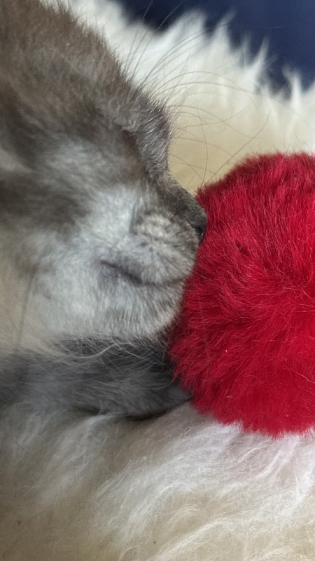 Nola Nympf Akbars - Kitten maine-coon 2 months 1 week