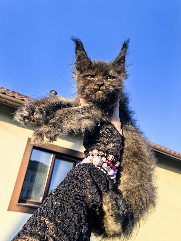 Nora Nyx Akbars (polydactyl) - Kitten maine-coon 2 months