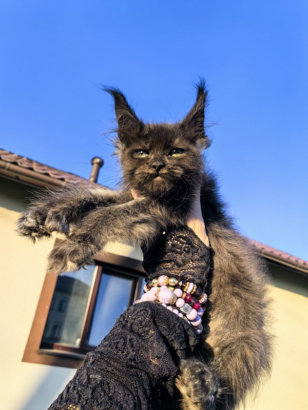 Nora Nyx Akbars (polydactyl) - Kitten maine-coon 2 months