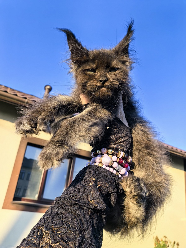 Nora Nyx Akbars (polydactyl) - Kitten maine-coon 2 months