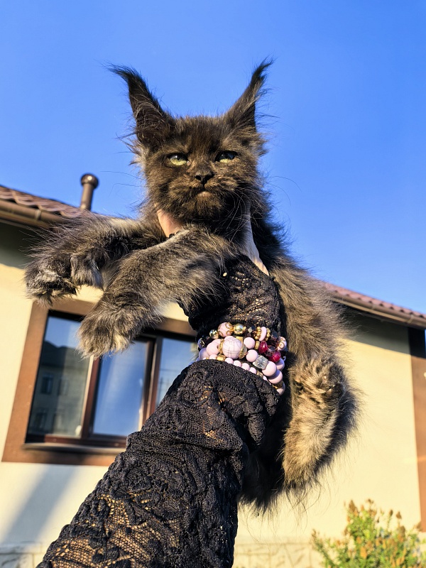Nora Nyx Akbars (polydactyl) - Kitten maine-coon 2 months