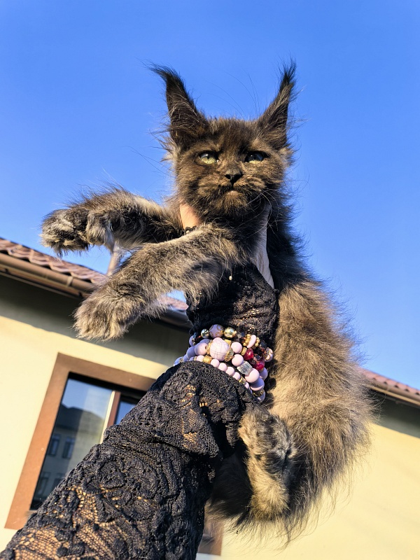 Nora Nyx Akbars (polydactyl) - Kitten maine-coon 2 months